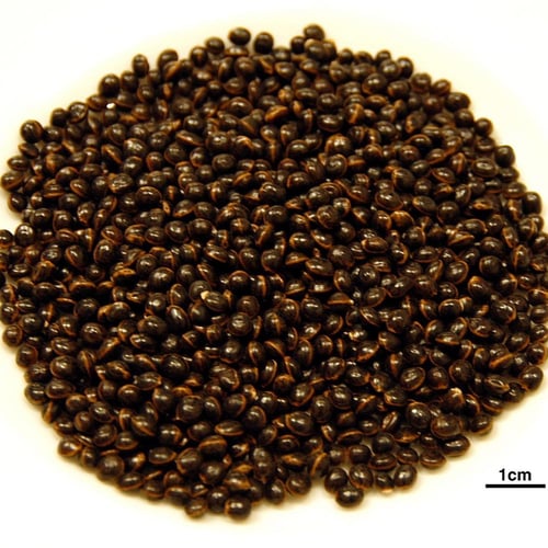 بذور شجرة سنط فيكتوريا ( Acacia victoriae )