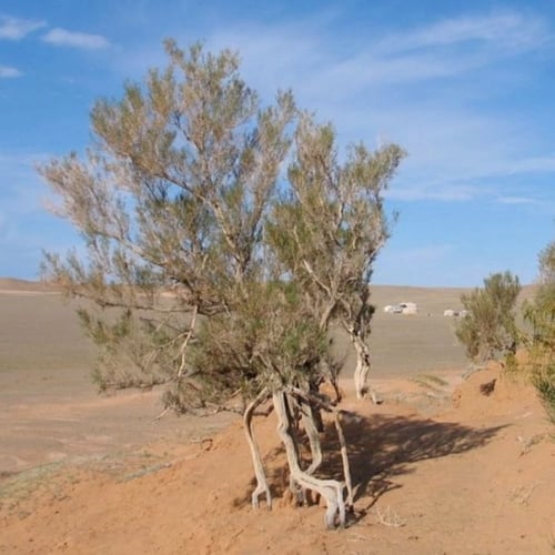 بذور شجيرة الغضا ( Haloxylon ammodendron )