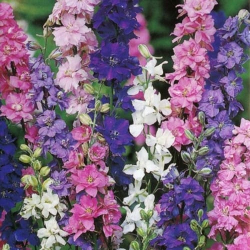 بذور زهرة العايق - دلفنيوم ( Delphinium consolida...