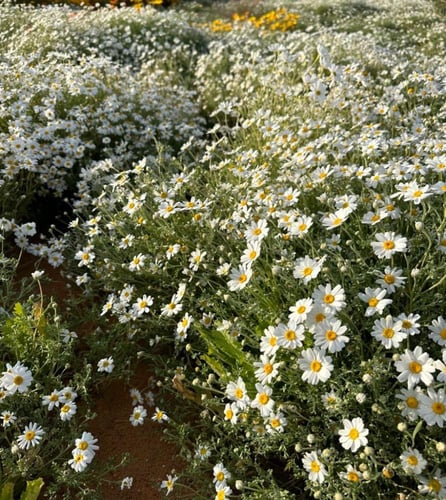 بذور القحويان - الاقحوان البري ( anthemis deserti...