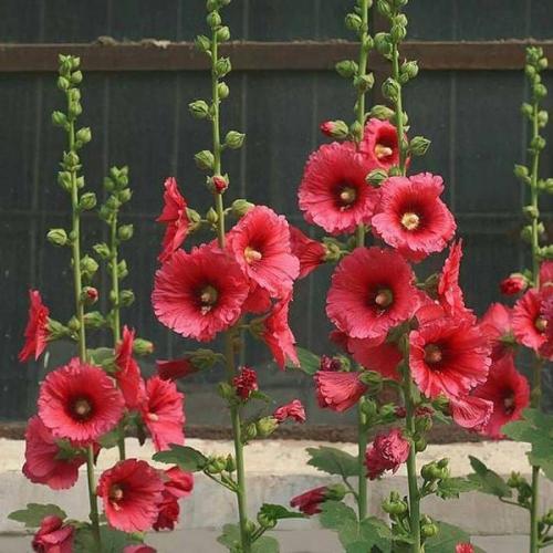 بذور زهرة الختمية الحمراء ( Althaea )