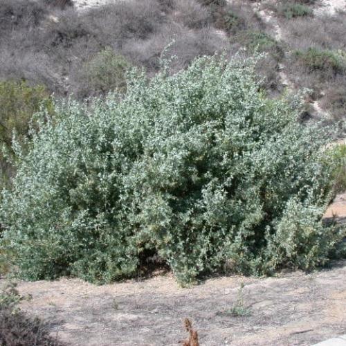 بذور شجيرة الرغل العدسي ( Atriplex lentiformis )