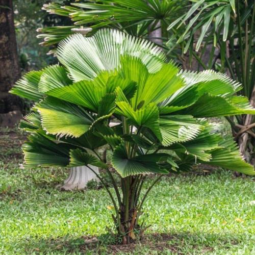 بذور نخيل ليكوالا ( Licuala grandis )
