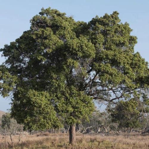 بذور شجرة الصندل الابيض العطرية ( Santalum album )