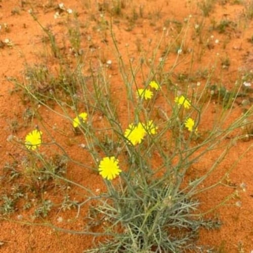بذور العضيد - اليعضيد ( Urospermum picroides )