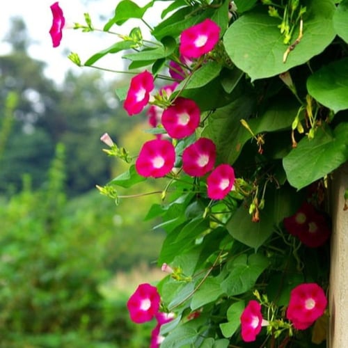 بذور متسلقة مجد الصباح - ايبوميا الحمراء ( Ipomoea...