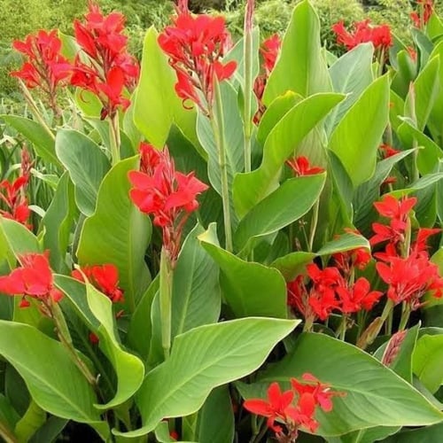 بذور الكنا الهندية ( canna indica )