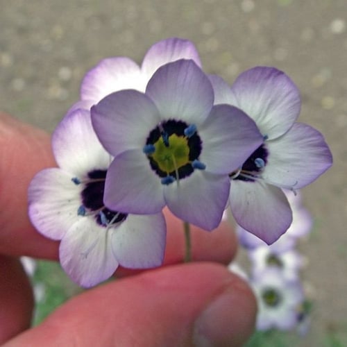 بذور زهرة عين الطائر ثلاثية الألوان ( Gilia tricol...