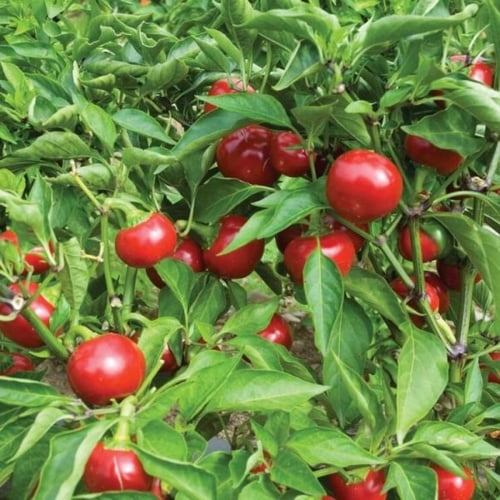 بذور فلفل الكرز الأحمر ( Cherry pepper )