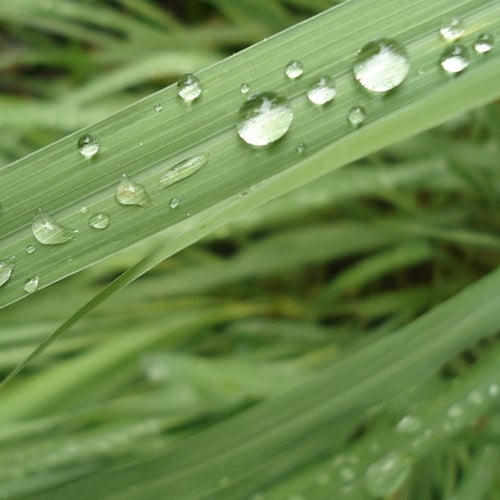 بذور عشبة الليمون العطرية ( Cymbopogon citratus )