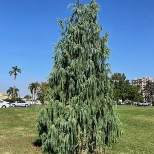 بذور شجرة السرو الكشميري ( Cupressus cashmeriana )