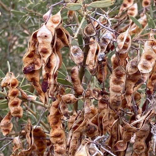 بذور شجرة سنط فيكتوريا ( Acacia victoriae )