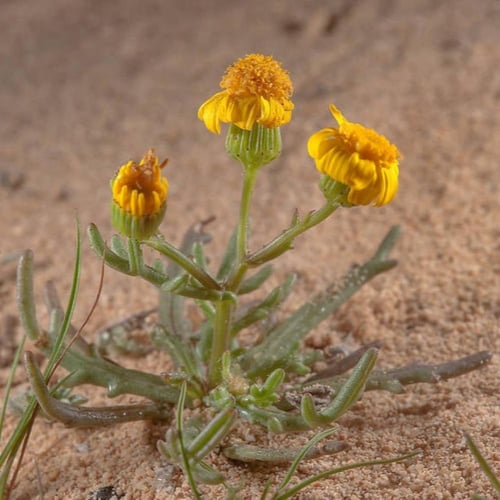 بذور عشبة الجرجار - النوير ( Senecio glaucus )