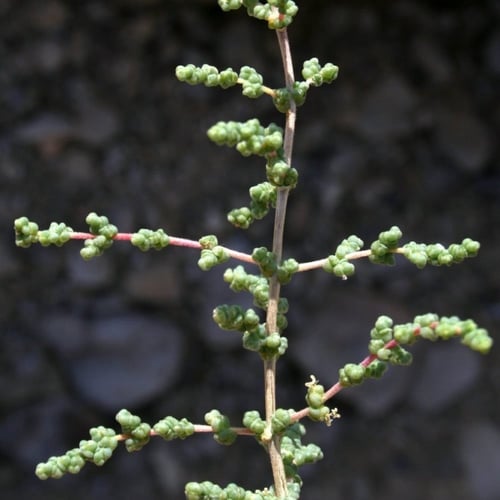 بذور شجيرة الفرس الرعوية ( Salsola tetrandra Forss...