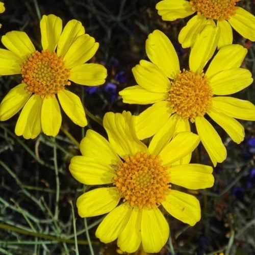 بذور شجيرة انسيليا العطرية ( Encelia farinosa )