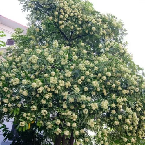 بذور شجرة المليون زهرة - الستونيا ( Alstonia schol...