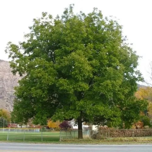 بذور شجرة جوز البيكان ( Carya illinoinensis )