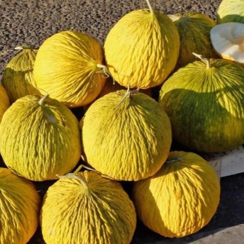 بذور شمام كساب ( Cucumis melo var. inodorus )