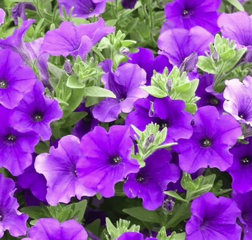 بذور زهرة البيتونيا الارجوانية ( Petunia )