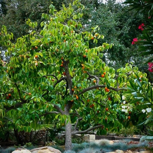 بذور فاكهة الكاكا ( Diospyros virginiana )