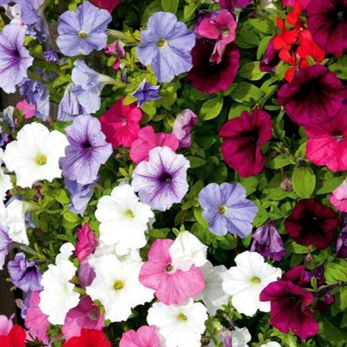 بذور زهرة البيتونيا ( petunia hybrida )
