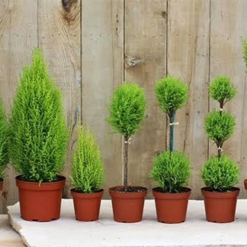 بذور شجرة‬ ‫السرو‬ ‫( Cupressus )