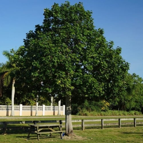 بذور شجيرة بوهينيا الصفراء ( bauhinia tomentosa )