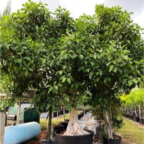 بذور شجرة الفيكس البنغالي ( Ficus benghalensis )