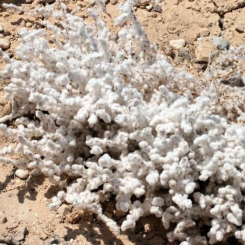 بذور شجيرة القطينة ( Bassia eriophora )