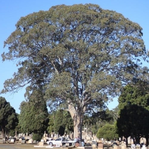 بذور شجرة الكينا - الكين البلدي ( Eucalyptus teret...