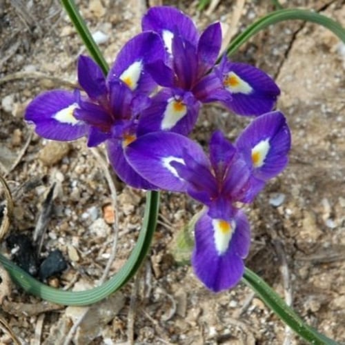 بذور السوسن البري ( moraea sisyrinchium )