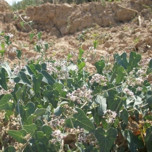 بذور متسلقة العليق المدبب - المديد ( Cynanchum acu...