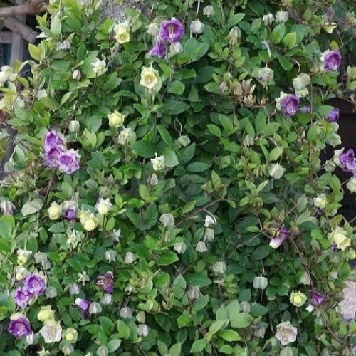 بذور الزهرة الكوبية ( Cobaea scandens )