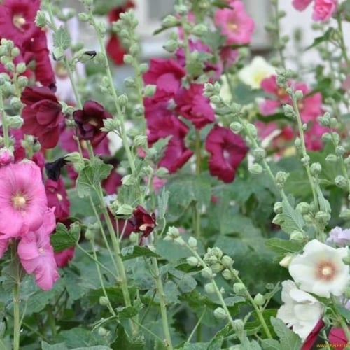 بذور زهرة الختمية الملونة ( Althaea )