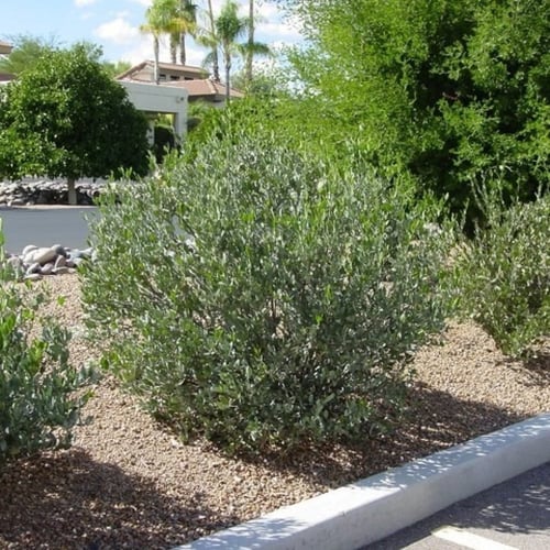 بذور ‫الجوجوبا‬ ( Simmondsia chinensis )