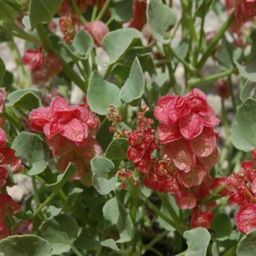 بذور شجيرة الحميض ( Rumex vesicarius )