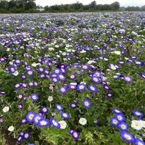 بذور اللبلاب ثلاثي الألوان - مجد الصباح قزمي ( Con...