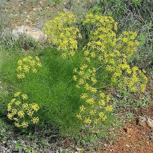 بذور الشمر البري ( Foeniculum vulgare )