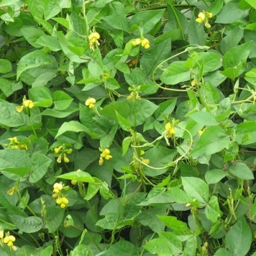 بذور لوبيا مداد ( Vigna )