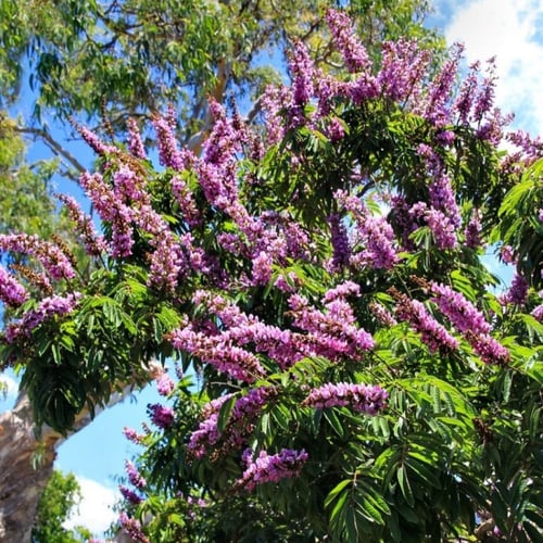 ‫بذور شجرة البونجاميا‬ ( Millettia pinnata )