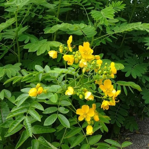 بذور عشبة سنامكي ( Senna acutifolia )