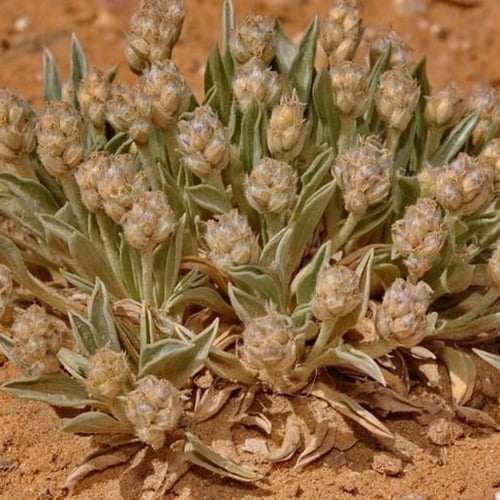 بذور عشبة القريطا - ربلة الوعر ( Plantago ciliata...