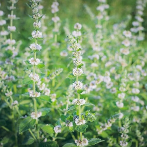 بذور عشبة المليسا - حشيشة النحل ( Melissa officina...