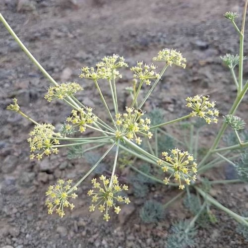 بذور عشبة الحزاء ( Ducrosia anethifolia )