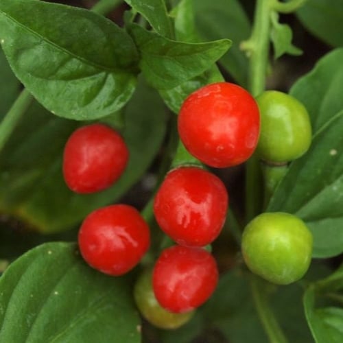 بذور فلفل الكرز الأحمر ( Cherry pepper )