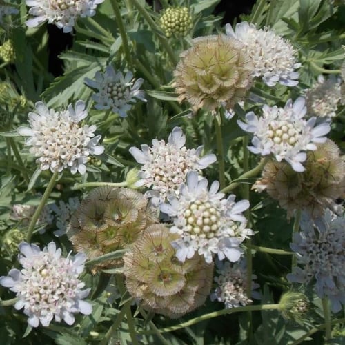 بذور الطربة - ام قلاص البيضاء ( scabiosa palaestin...