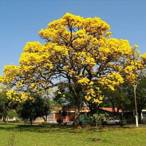 بذور شجرة التابوبيا الذهبية ( Tabebuia aurea )