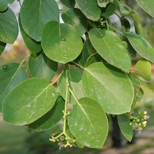 بذور شجرة البمبر - الهمبو - المخيط ( Cordia myxa )