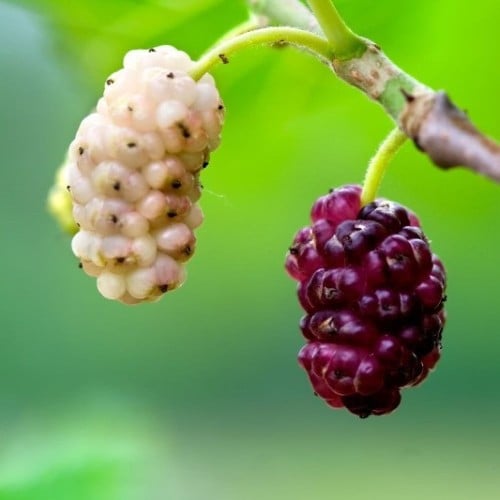 بذور شجرة توت القز الأبيض - ألبا ‫( morus alba )