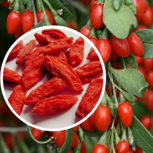 بذور توت الغوجي الصيني‬ ‫( Lycium chinense )